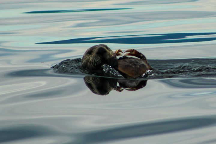 otter holding a crab