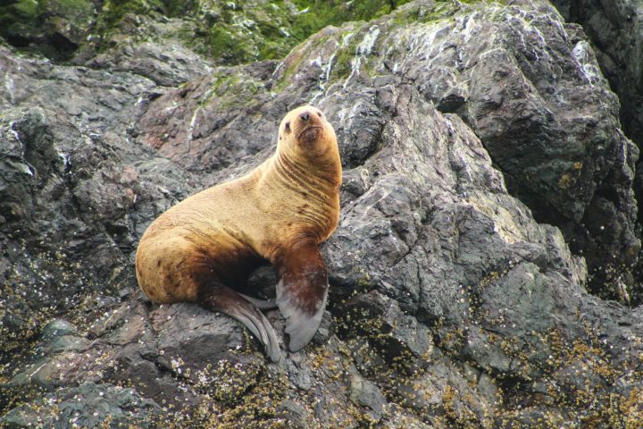 a large brown bear standing in a rocky area