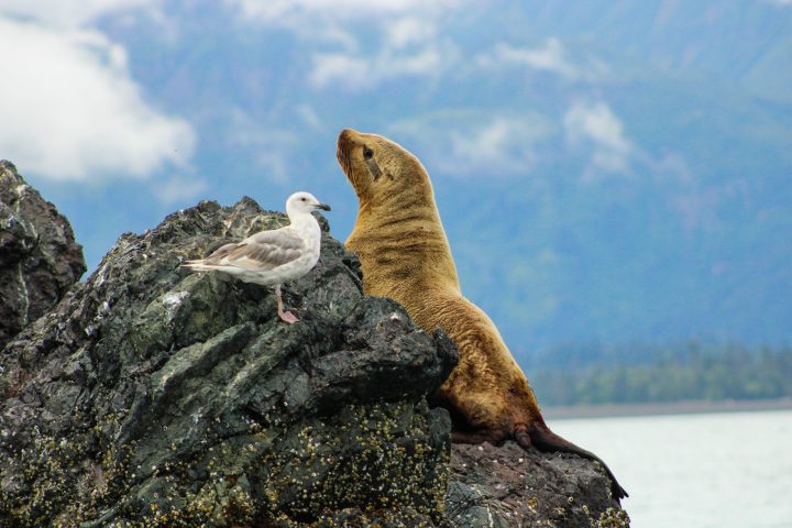 a bird sitting on a rock