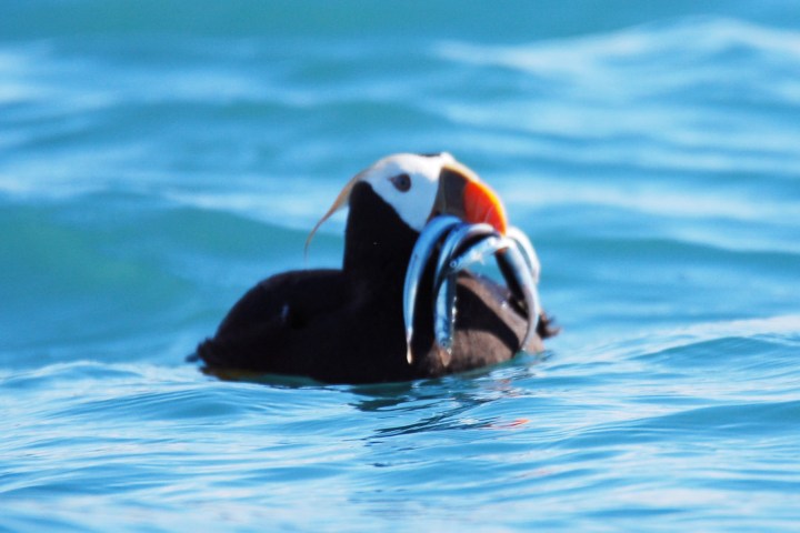 PUFFIN