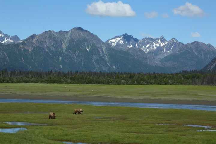 Grizzly bears in meadow