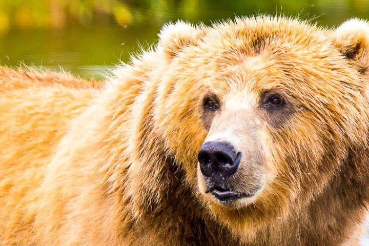 bear seen during trip