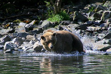 a brown bear swimming in the water