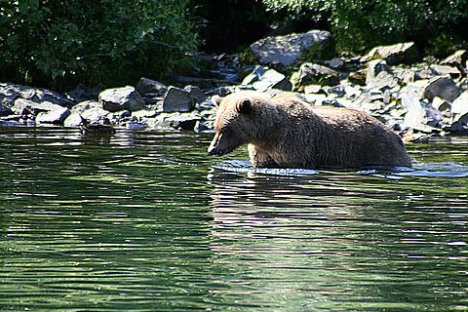 a brown bear swimming in the water
