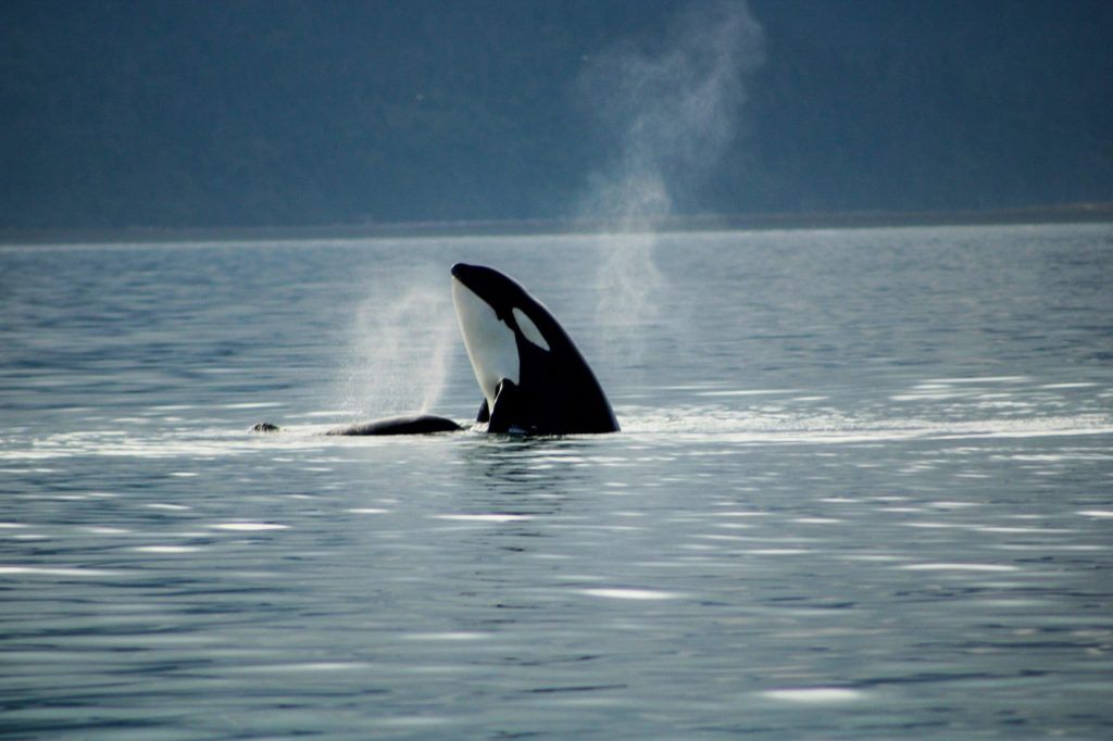 a whale jumping out of the water