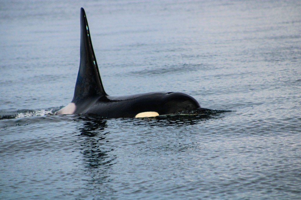 an animal swimming in the water