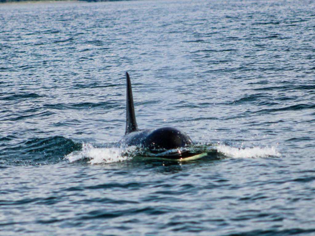a small animal in a body of water