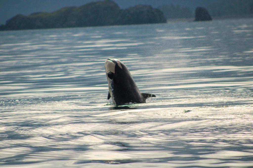 an animal in a body of water