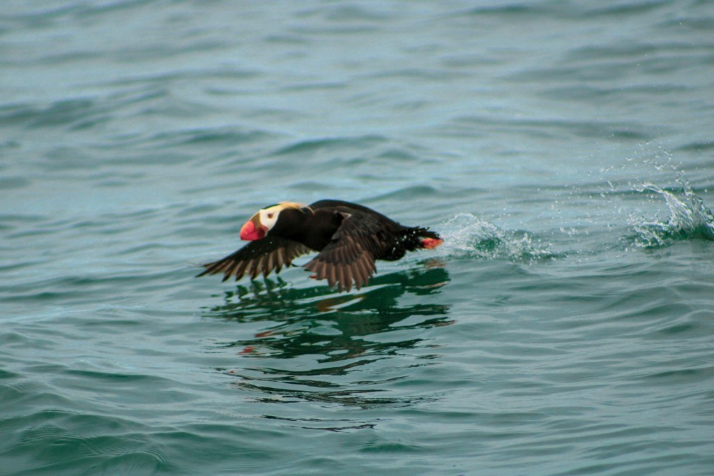 a bird swimming in water