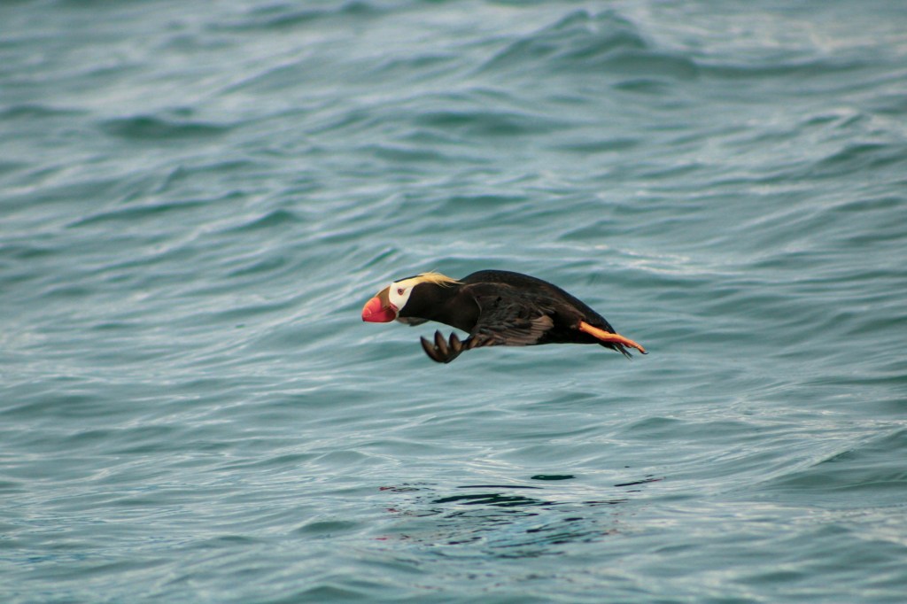 a bird swimming in water next to the ocean