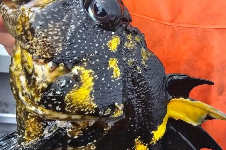 Close-up of a fish with black and yellow markings, held by a person in an orange jacket.